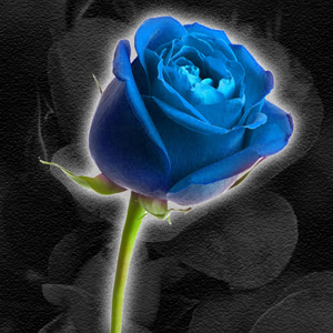 Debbie D - The Blue Rose